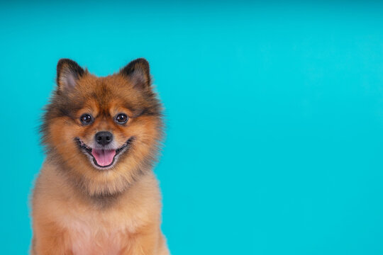 A Pomeranian dog shows a happy smiley face on a turquoise background.