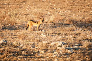 Black-backed jackal (Lupulella mesomelas) in early morning golden light looking at camera, Etosha National Park, Namibia