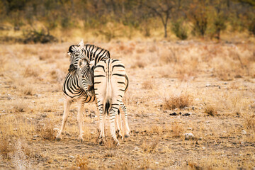 Mother zebra sweetly hugging her foal with a gentle movement of her head, Etosha National Park,...