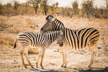 Fototapeta na wymiar Mother zebra and foal caressing and sharing a sweet moment together, Etosha National Park, Namibia