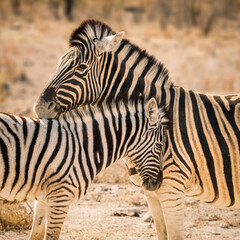 Fototapeta na wymiar Mother zebra and foal caressing and sharing a sweet moment together, Etosha National Park, Namibia