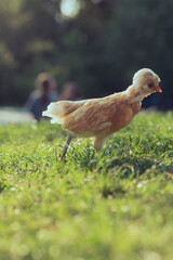 Kleines Huhn rennt über sonnige Wiese