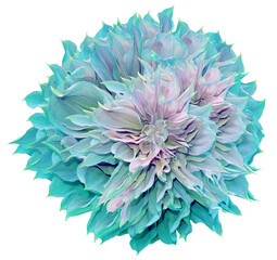 Dahlia. Flower on  isolated background with clipping path.  For design.  Closeup.  Nature.  Transparent background. 