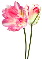 Pink tulips flowers on  isolated background with clipping path. Flowers on a stem. Close-up.   Transparent background.  Nature.