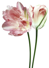 Red tulip flowers on   isolated background with clipping path. Flowers on a stem. Close-up.  Transparent background.  Nature.