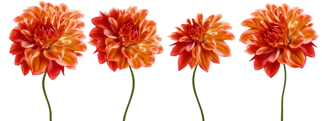 Set   orange  dahlias. Flowers on  isolated background with clipping path.  For design.  Closeup.  Transparent background.  Nature.