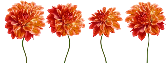  Set   orange  dahlias. Flowers on  isolated background with clipping path.  For design.  Closeup.  Transparent background.  Nature. © nadezhda F