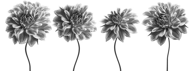 Set white-black  dahlias. Flowers on  isolated background with clipping path.  For design.  Closeup. Transparent background.  Nature.