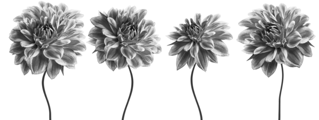 Set white-black  dahlias. Flowers on  isolated background with clipping path.  For design.  Closeup. Transparent background.  Nature.