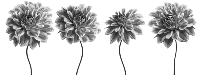 Fotobehang Set white-black  dahlias. Flowers on  isolated background with clipping path.  For design.  Closeup.  Nature. © nadezhda F
