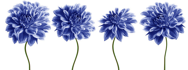 Set  dahlias. Flowers on  isolated background with clipping path.  For design.  Closeup. ...