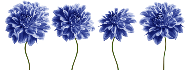 Set  dahlias. Flowers on  isolated background with clipping path.  For design.  Closeup.  Transparent background.  Nature.