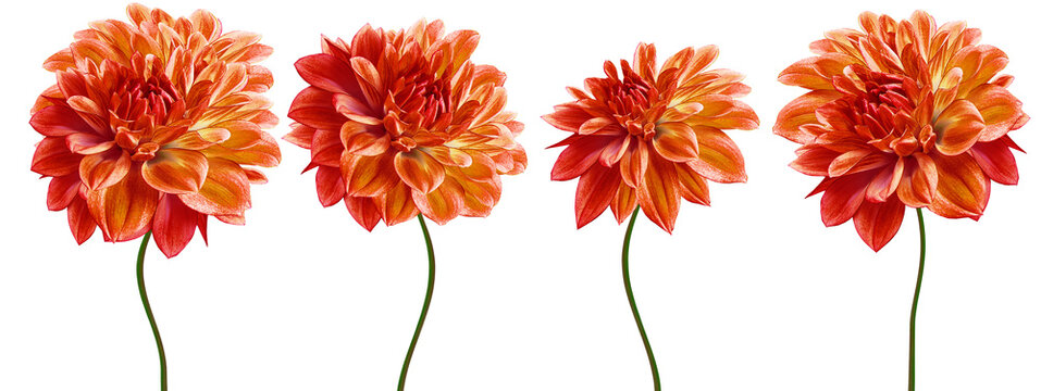 Set   orange  dahlias. Flowers on  isolated background with clipping path.  For design.  Closeup.  Transparent background.  Nature.