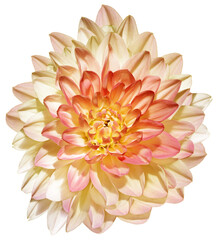 Yellow   dahlia  flower  on  isolated background with clipping path. Closeup. For design. Transparent background.   Top view. Nature.