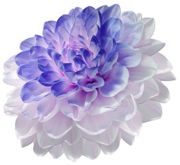 Dahlia  flower  on  isolated background with clipping path. Closeup. For design.  Transparent background.    Nature.