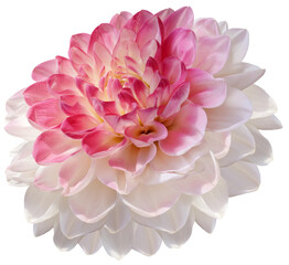 Dahlia  flower  on   isolated background with clipping path. Closeup. For design. Transparent background.  Nature.