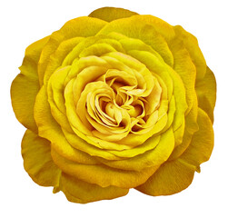 Yellow  rose flower  on  isolated background with clipping path. Closeup. For design. Transparent background. Nature.