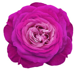 Purple  rose flower  on   isolated background with clipping path. Closeup. For design. Transparent background. Nature.