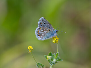 Common Blue Butterfly. Wings Closed.