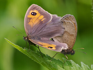 Fototapeta na wymiar Meadow Brown Aberration Butterflies Mating