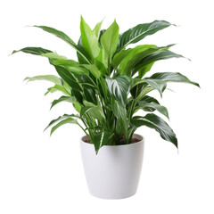 A Vibrant Green Plant in a Sleek White Pot, Standing Out Against a Clean White Background