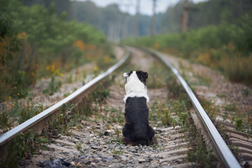 An Australian Shepherd dog sits and lies on the railroad tracks, waiting for the train and its...