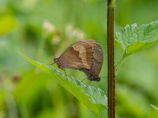 Obraz premium Meadow Brown Aberration Butterflies Mating