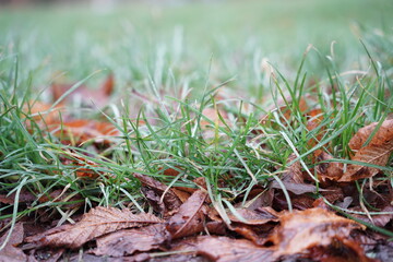 close up of a grass and maple leaves in a rainy day at morning.