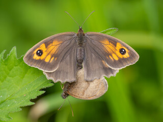 Meadow Brown Aberration Butterflies Mating