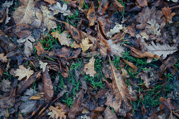 A bunch of autumn leaves fall in green grass on a rainy day.