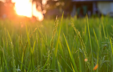 Soft light green rice leaves concept. Soft light green background image. Organic rice. Thai jasmine rice.
