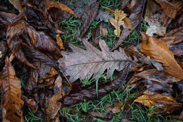 A bunch of autumn leaves fall in green grass on a rainy day.
