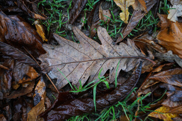 A bunch of autumn leaves fall in green grass on a rainy day.