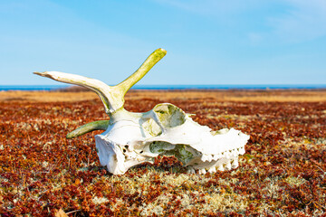 Reindeer skull against the background of endless tundra