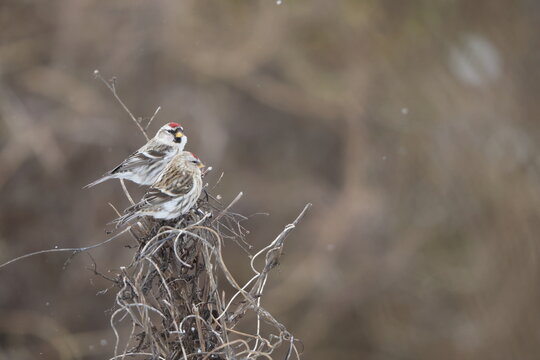 The common redpoll or mealy redpoll (Acanthis flammea) is a species of bird in the finch family. This photo was taken in Japan.