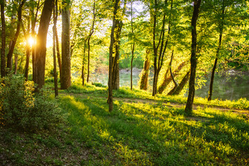 Sunrise in a green forest along the shoreline of the Cape Fear River in North Carolina