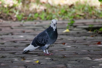 The pigeon bird is rest in the garden