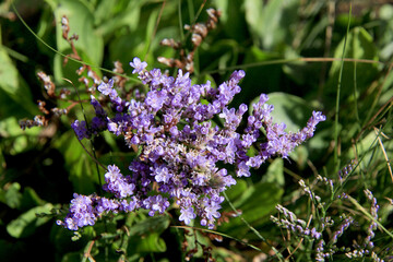 Saladelle plante aquatique