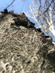 the texture of the tree crown