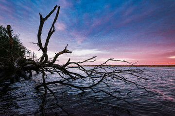 A dead tree is silhouetted against the sunrise along the Cape Fear River near the Atlantic Ocean outside Wilmington, North Carolina