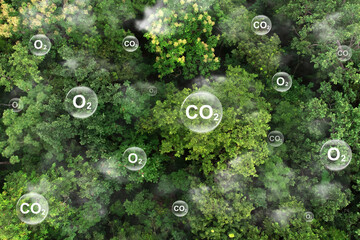 Reduce CO2 emissions to limit climate change and global warming. Tree canopy against oxygen O2 and carbon dioxide CO2 molecules.net zero.Carbon dioxide absorption and oxygen release concept - obrazy, fototapety, plakaty