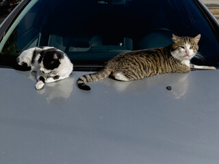 cute cats lying on the hood of the car