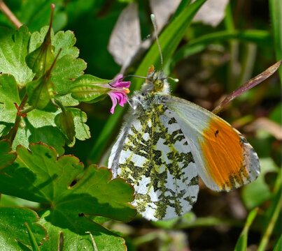 Aurorafalter // Orange tip (Anthocharis cardamines)  -  Griechenland