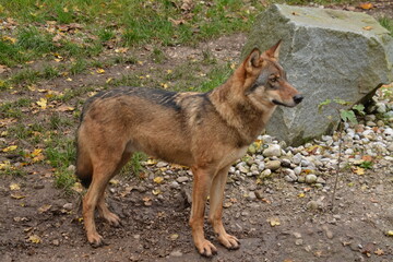 Europäischer Wolf in einem Zoo