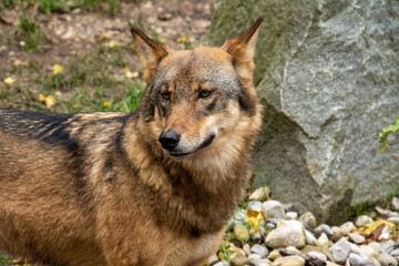 Europäischer Wolf in einem Zoo
