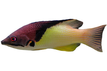 beautiful indonesia marine fish 