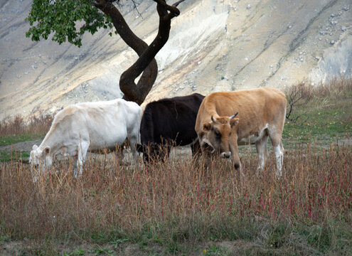 White, black and red cows grazing on the mountainside