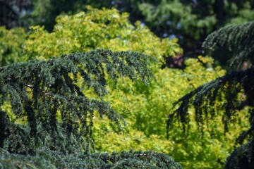 follaje verde de los árboles de la plaza