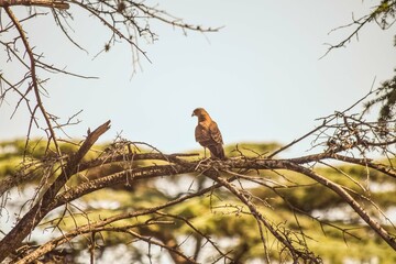 Caranchos en las ramas de un pino