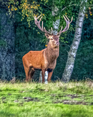 Un cerf, roi de la forêt, dans les bois de Chambord